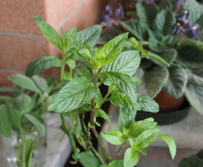 peppermint (Mentha piperita) plant © Claudio Divizia