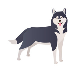 Siberian Husky cute dog vector character. Cartoon funny dog illustration standing isolated on white background