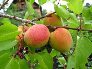Apricots on a branch