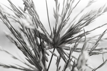 Close up Spinifex littoreus grass on the beach.