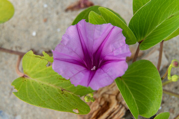 Pink flowers (Ipomoea pes-caprae) or Beach Morning Glory