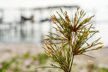 Close up Spinifex littoreus grass on the beach.