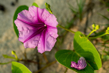 Pink flowers (Ipomoea pes-caprae) or Beach Morning Glory