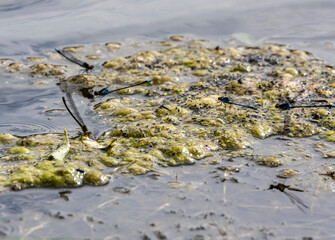 close-up shooting of beautiful playful dragonflies in the meadow during mating games 