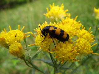 Black and yellow beetle on yellow flowers