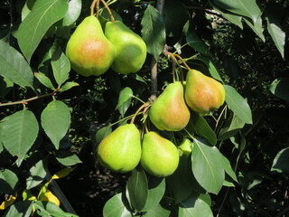 Bright pears on the branches