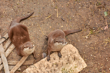 A pair of European Otters, Lutra lutra 