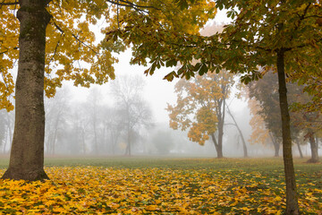 Foggy morning in the autumn park. Bright foggy landscape, with fallen leaves on the ground