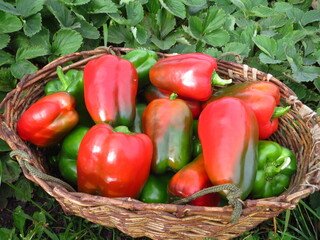 Bell pepper in a wicker basket