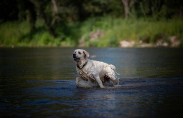 Golden Retriever running down the river