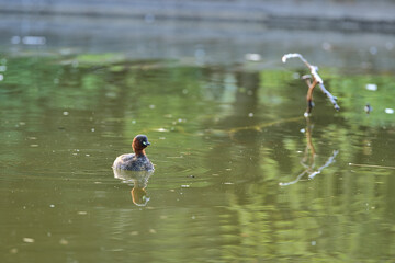 Beautiful closeup view of peacefully resting red-necked little grebe baby (Tachybaptus ruficollis) with reflection in pond water in Herbert Park, Dublin, Ireland. Soft and selective focus