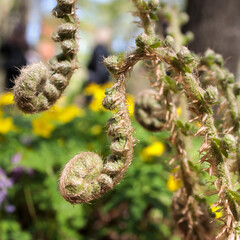 Pteridium aquilinum, also known as eagle fern, is a species of fern occurring in temperate and...