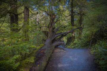 2021-05-02 OLD ROOT OF A FALLEN TREE BLOCKING A WALKING PATH IN A PARK