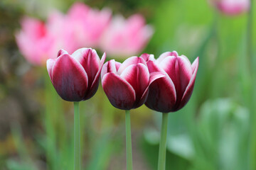 Fototapeta premium Purple tulips on blurry green background.