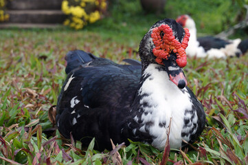 musk duck in the meadow