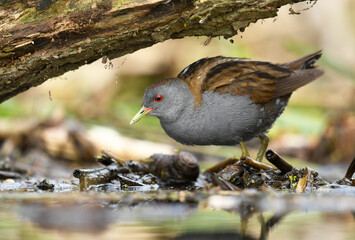 Little crake bird ( Porzana parva )