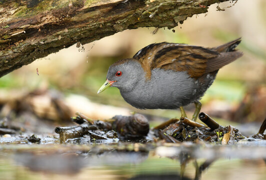 Little crake bird ( Porzana parva )