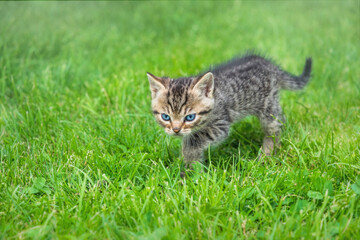 Naklejka na ściany i meble Little funny kitten walking in the green garden
