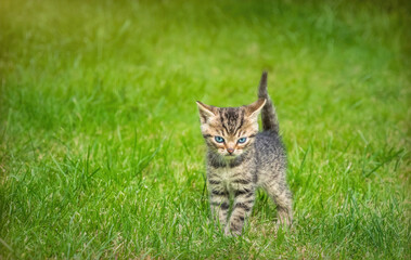 Little funny kitten walking in the green garden