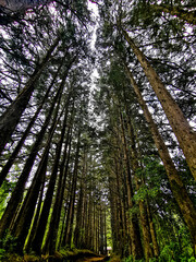 Fototapeta premium trees in the forest