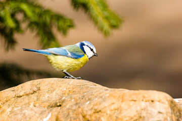 Blaumeise