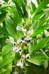Close up picture of flowering broad bean (Vicia faba), selective focus.