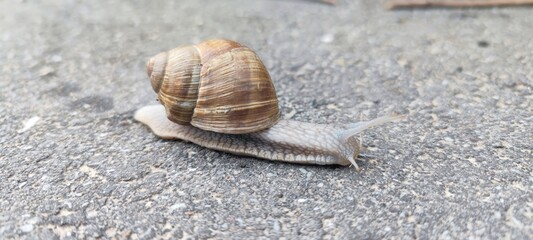 Schnecke kriecht mit Schneckenhaus über den Asphalt