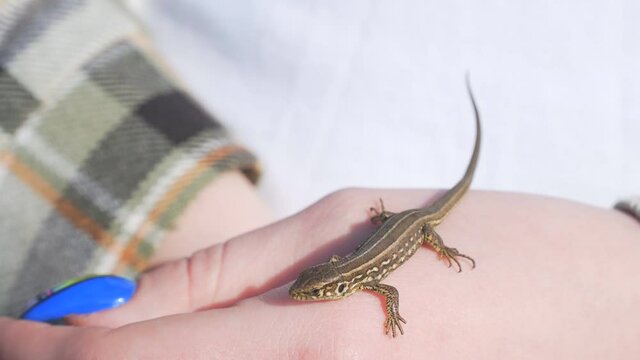 A small gray lizard on the womans arm