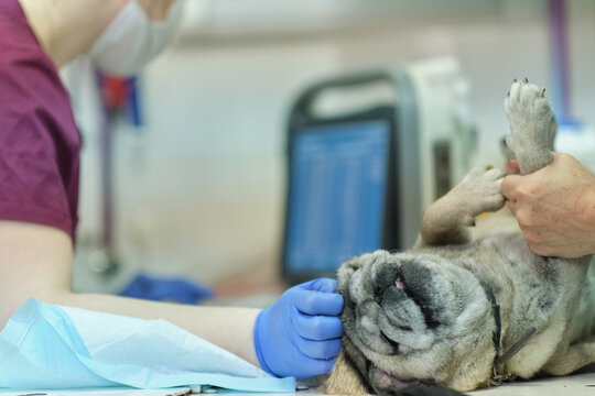 small dog at the reception at the veterinarian. Image of dog on the operating table and doctor in a veterinary clinic. Animal clinic. Pet check up. Health care.