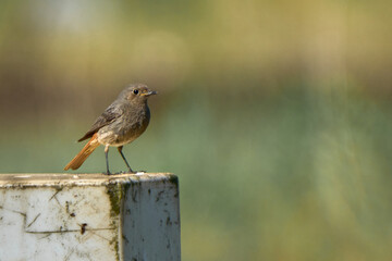 black redstart (Phoenicurus ochruros) kopciuszek