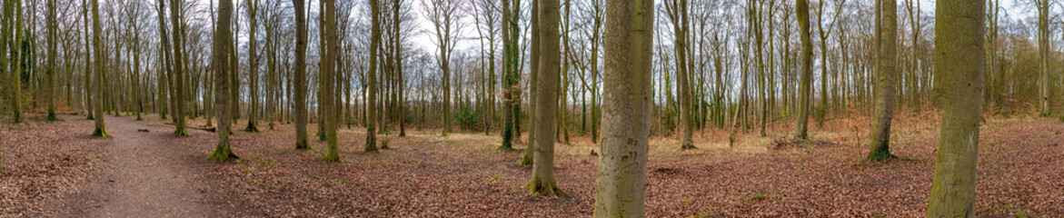 Panoramic View through beech tree forest against blue sky for natural layer nature texture backdrop wallpaper showing tree truck, branches and twigs Silhouetted against bright sky.