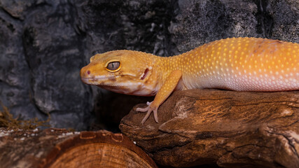 eidechse, reptil, tier, green, natur, wild lebende tiere, makro, wild, auge, gecko