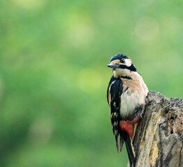 picchio rosso maggiore nell'oasi di alviano