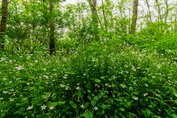 White Flowers In Green Forrest