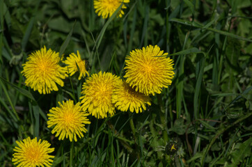 Yellow Dandelions in the Grass