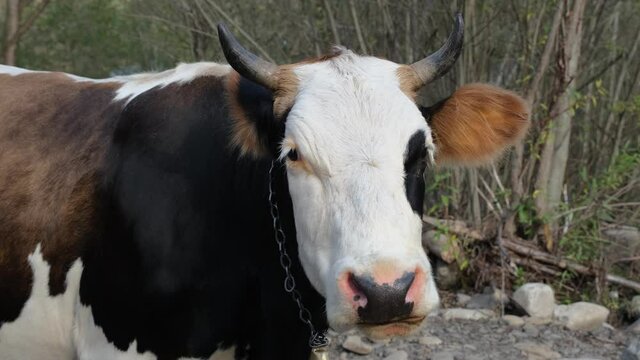 Close-up Of Cow Chews Gum From Grass. Cow's Head With Horns Close-up In Background Of River. Farm Livestock 