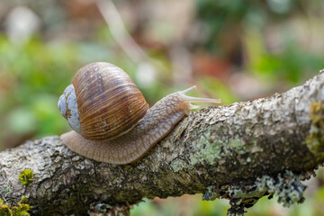 Burgundy snail (Helix pomatia) crawling on branch in forest