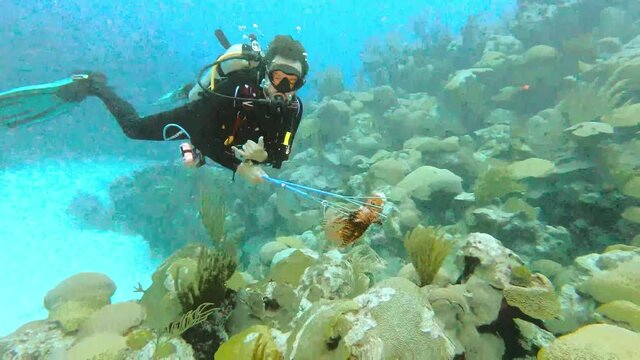 Scuba diver underwater swimming with a speared lion fish in the Bermuda reef
