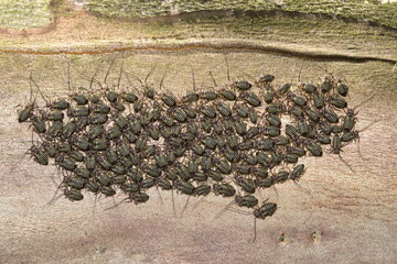 Common Barklouse (Cerastipsocus venosus) colony gathered on a Crepe Myrtle tree branch at night in...