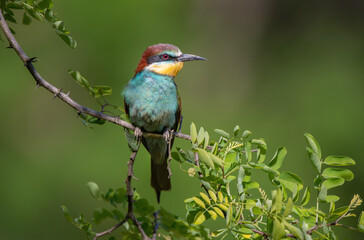 Fototapeta premium European Bee eater perching on a twig