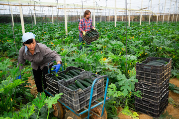 Woman collects ripe zucchini. Man stacks boxes of zucchini in a greenhouse