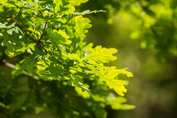 green oak leaves on a background of green nature
