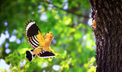 Beautiful Hoopoe carries food to the female nest.