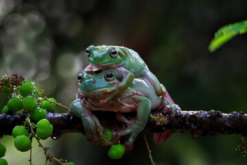 Australian white tree frog on branch, dumpy frog on branch, animal closeup, amphibian closeup