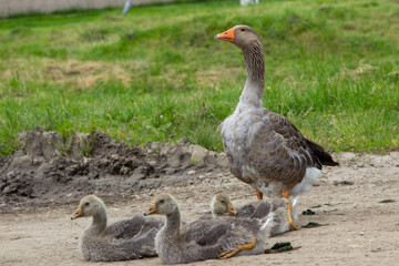 Goose family