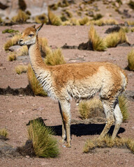 Chilean guanaco