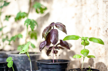 Close-up of purple basil and other green plants grown in a tray on a home windowsill. Seedlings of domestic plants. Healthy food concept, vegan concept. Home gardening.