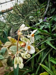 
Phalaenopsis with white flowers.
Phalaenopsis epiphytic tropical plant in the greenhouse of the botanical garden
