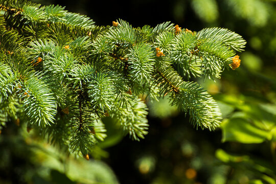 green twigs of spruce on the background of green nature