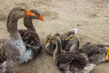 Obraz premium Goose family